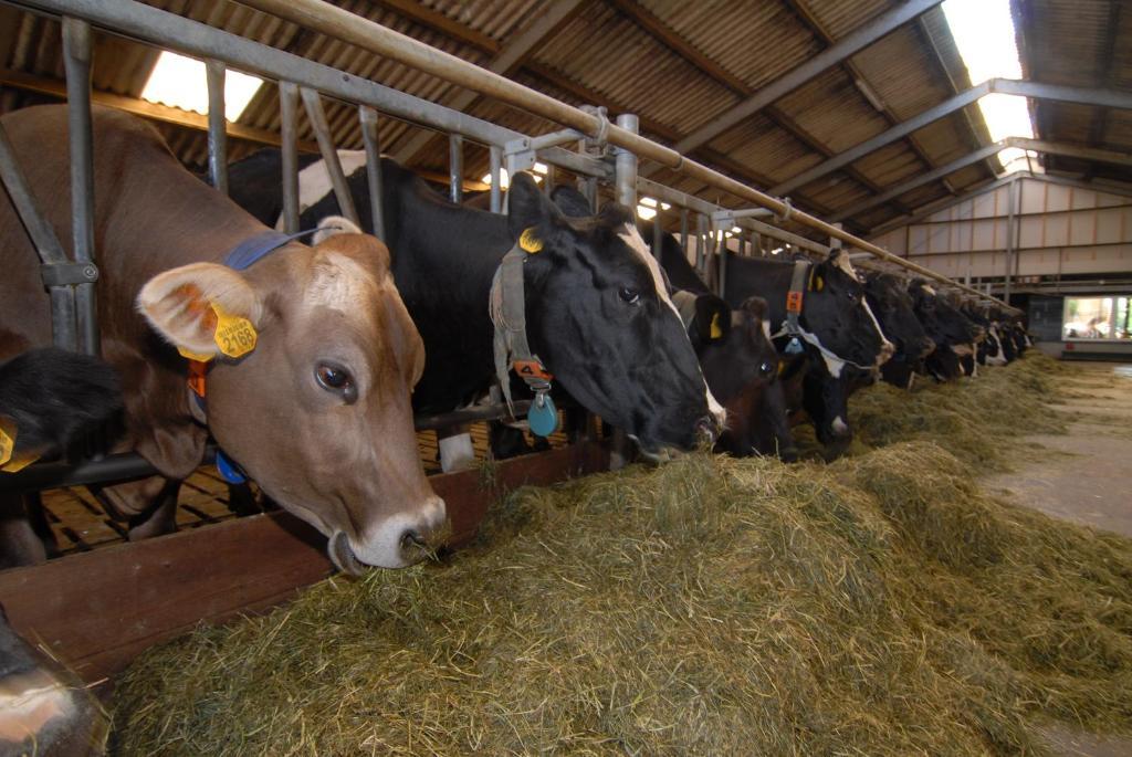 Farm Overleekerhoeve Monnickendam Exterior photo